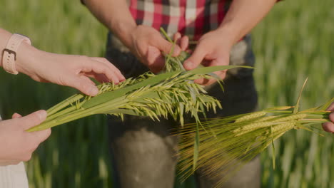 farmers analyze wheat rye and oats checking for diseases