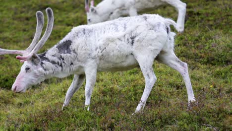 reindeer