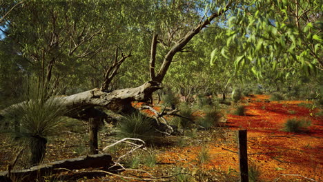 Australischer-Busch-Mit-Bäumen-Auf-Rotem-Sand