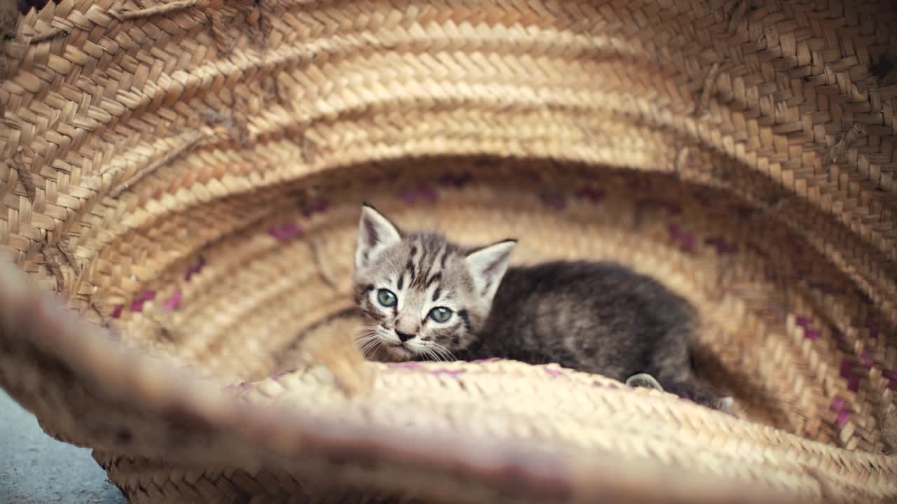 Cute small baby cats litter at basket learning to walk outdoors