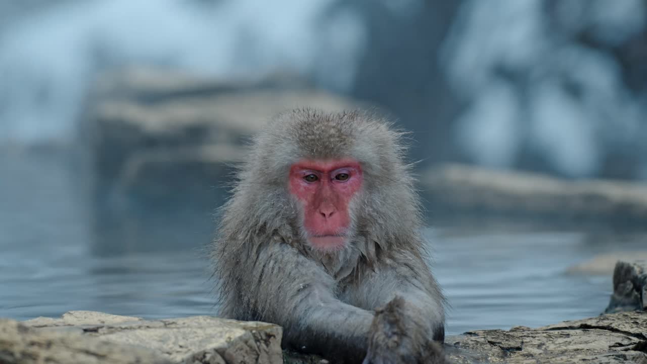 A Japanese snow monkey sits peacefully in a foggy onsen, surrounded by snow-covered landscapes in the iconic Jigokudani valley of Japan.