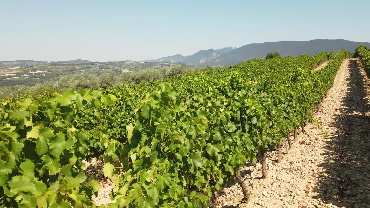 caminando por viñedos con uvas verdes durante los calurosos días de verano