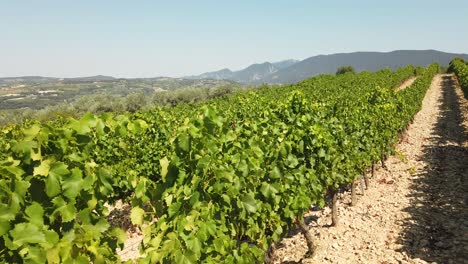 walking through vineyard with green grapes during hot day in summer