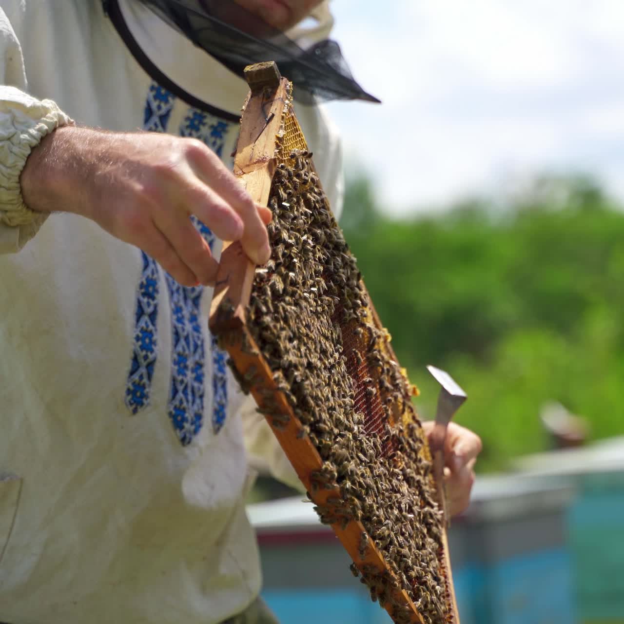 Frame full of bees in man's hands. Beekeeper is working with bees on the apiary. Beekeeper holds frame in hands and examines it closely.