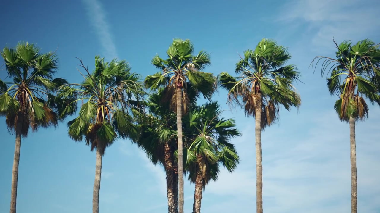 Fila di alte palme sotto un cielo azzurro e limpido, che cattura un paesaggio costiero mediterraneo soleggiato.