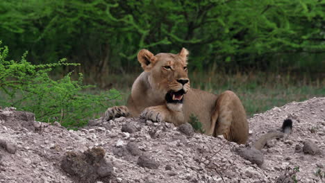 Ein-Weiblicher-Löwe-Liegt-Auf-Einem-Sand--Und-Steinhaufen,-Während-Er-Sich-In-Der-Nxai-Pfanne-In-Botswana-Umschaut-–-Nahaufnahme