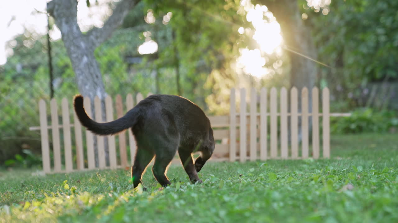 Beautiful black domestic cat in the garden at daytime. Lovely pet smelling the grass with caution. Nature backdrop in blur.
