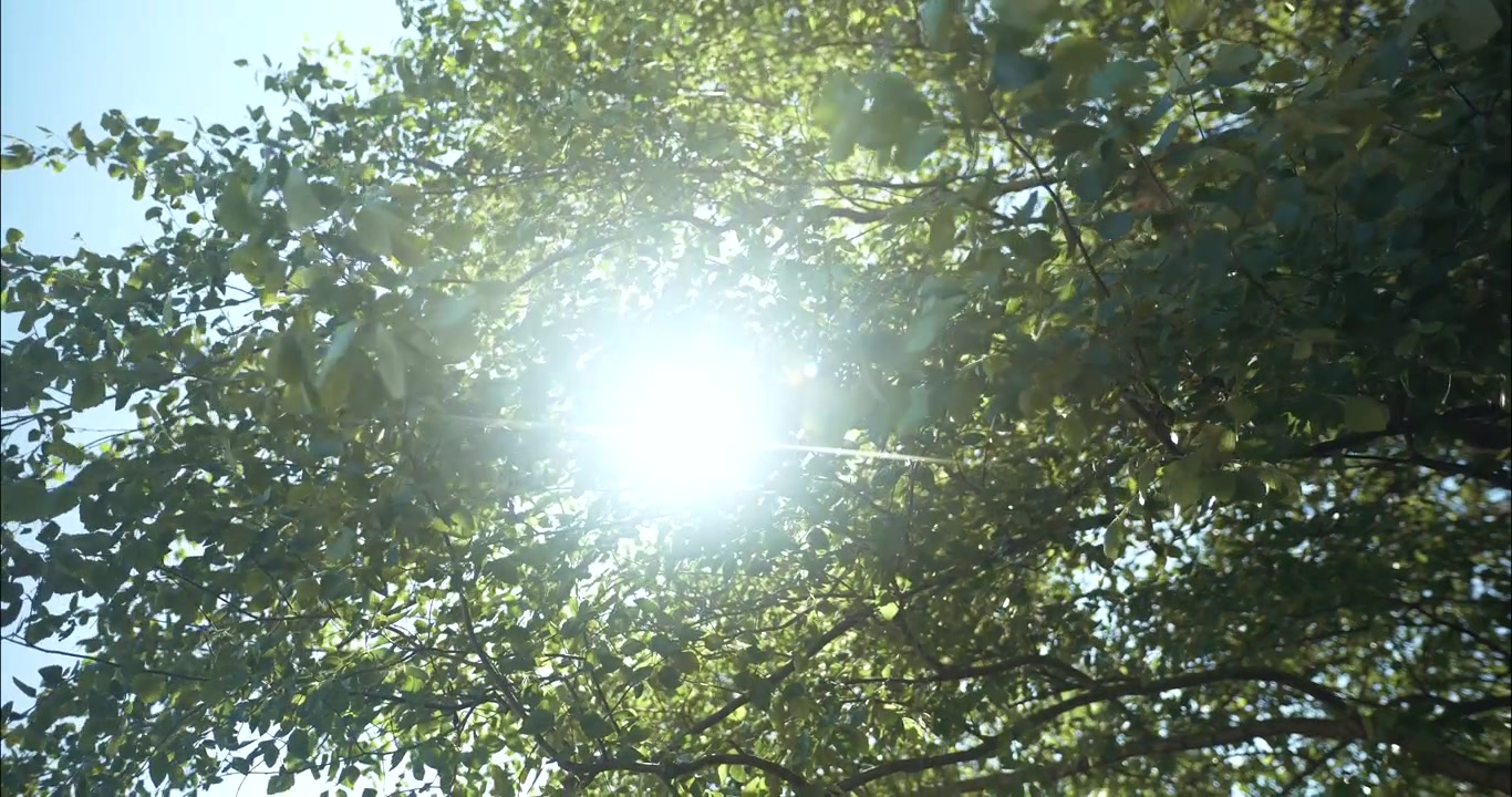 La luce dorata del sole filtra attraverso le foglie verdi e vivaci degli alberi, che ondeggiano dolcemente nella calda brezza estiva, creando un'atmosfera serena e pacifica che esalta la bellezza della natura e la crescita.