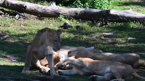 a lioness plays with her children in the enclosure of a french zoo