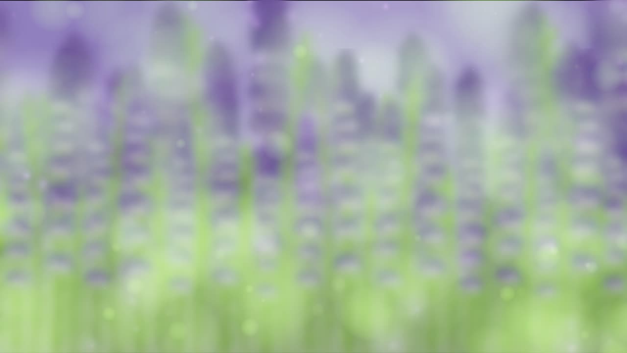 Lavender flowers sway softly in the wind