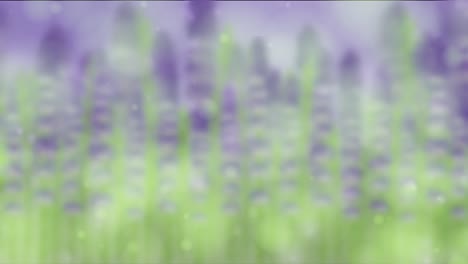 lavender flowers sway softly in the wind