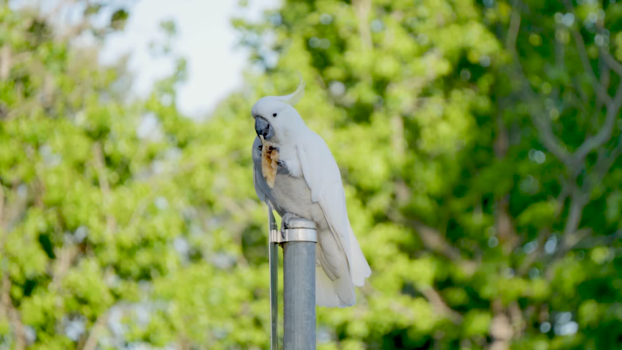 Cacatua comendo em um poste