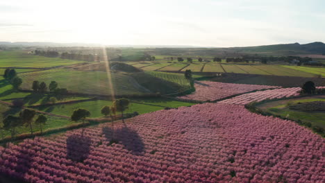 Campo-De-árboles-Florecientes-Flores-Rosadas-Durante-La-Puesta-De-Sol-Vista-Aérea-Hermosa-España