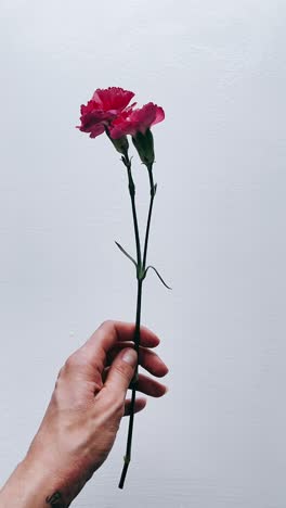 pink carnation in hand