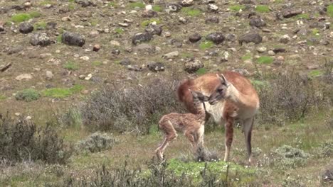 un hermoso guanaco con su descendencia alimentándose de hierba junto a la montaña - toma amplia