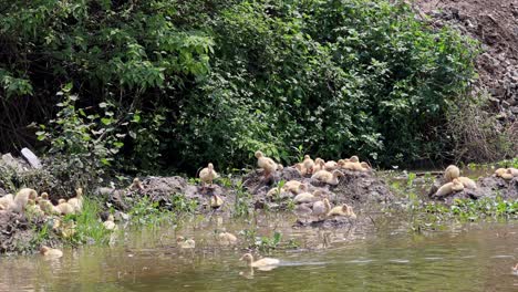 ducks foraging near a riverbank in vietnam