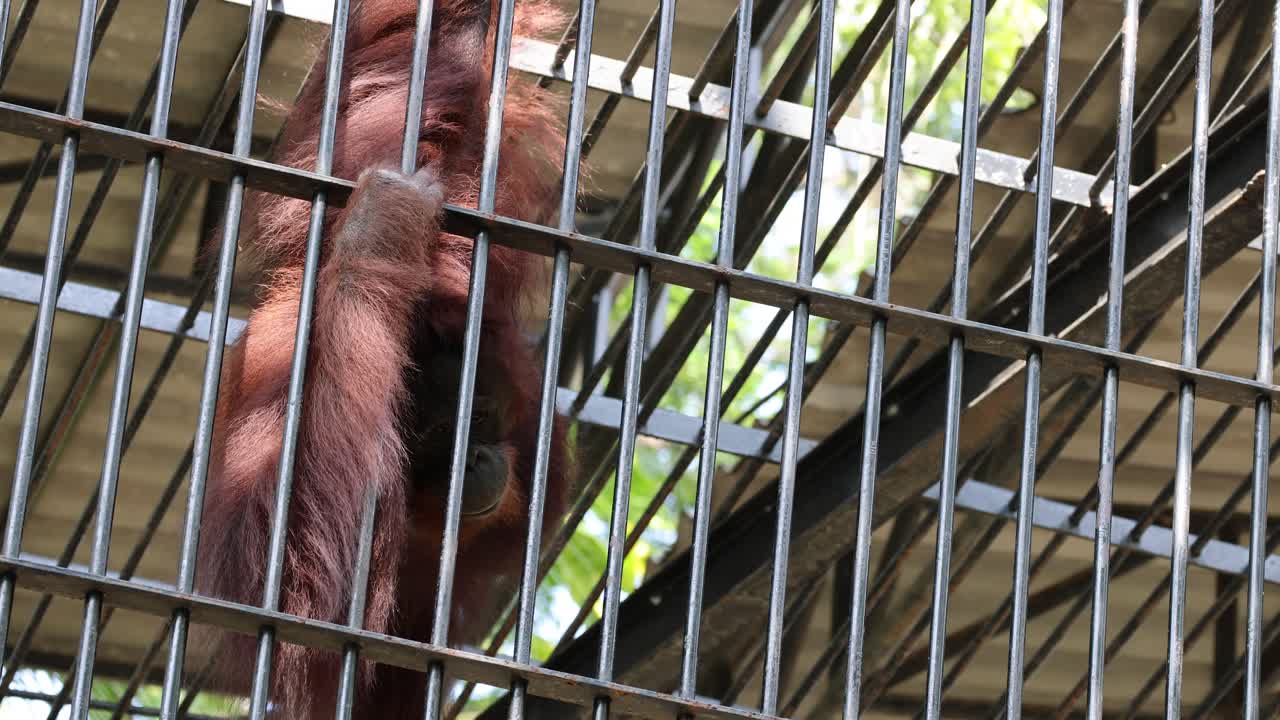 orangután trepando y moviéndose en una jaula