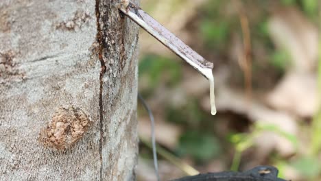 close-up of rubber sap dripping from a tree into a container, captured in natural daylight