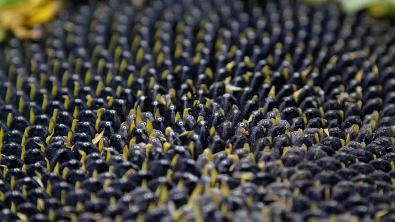 꽃 씨의 느린 동작, 익은 꽃의 거시 영상