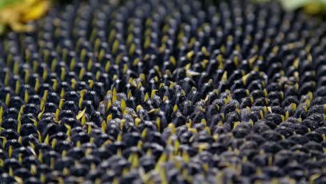 cámara lenta de las semillas de girasol, imágenes macro de girasoles maduros.