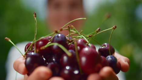 agrónoma presentando la cosecha de cerezas en manos en una pequeña plantación de granja.