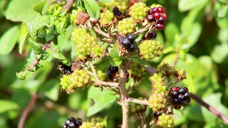 Reife-Brombeeren,-Die-An-Einem-Ast-In-Einer-Hecke-Hängen-Und-Darauf-Warten,-Gepflückt-Und-Gegessen-Zu-Werden