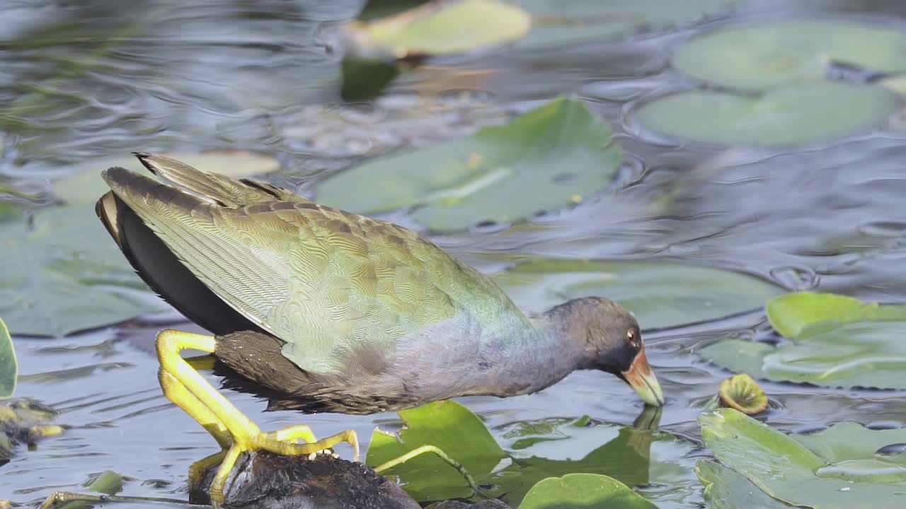 gallinule púrpura colorido agarrando lirio de agua con pico en cámara lenta