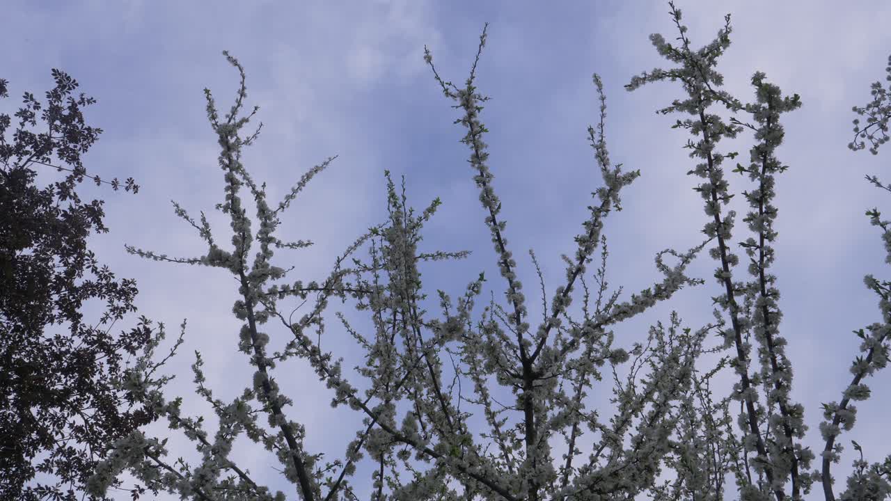 꽃이 피는 미라벨 나무 꼭대기, 저녁에 과일 꽃