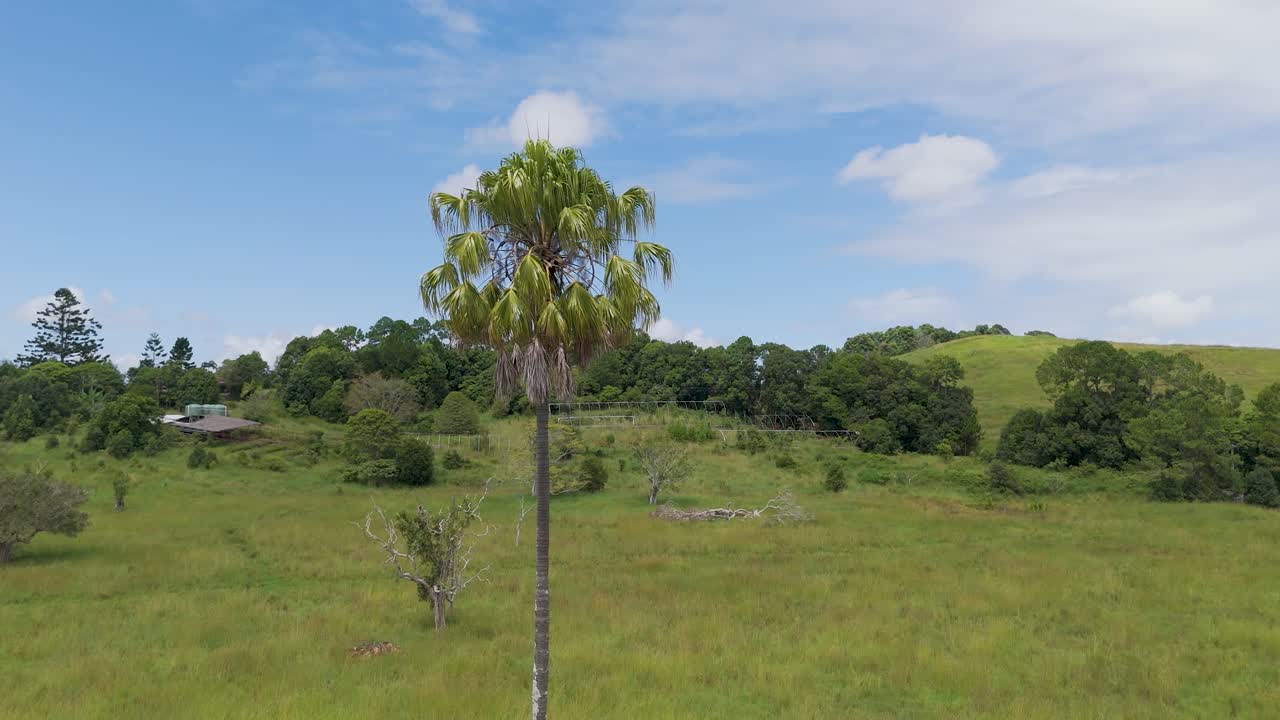 árbol de palma en un campo