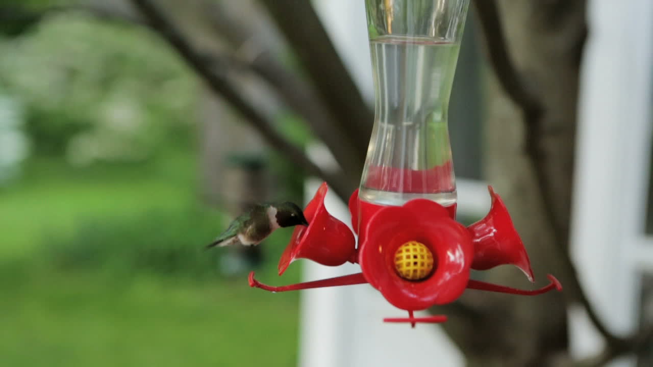 A hummingbird drinks from a bird feeder.