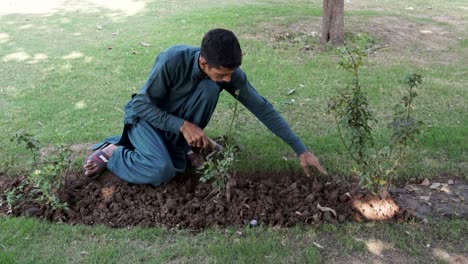 young man planting rose bushes in a park