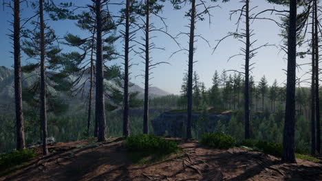 bosque de pinos en las montañas de la isla griega
