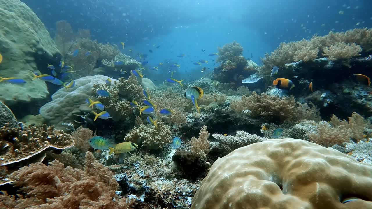 Panning along a heathy coral reef with many different colourful species of reef fish. In the far background is an underwater window.