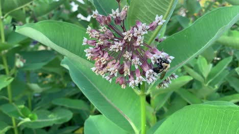 bumblebee on milkweed plant habitat