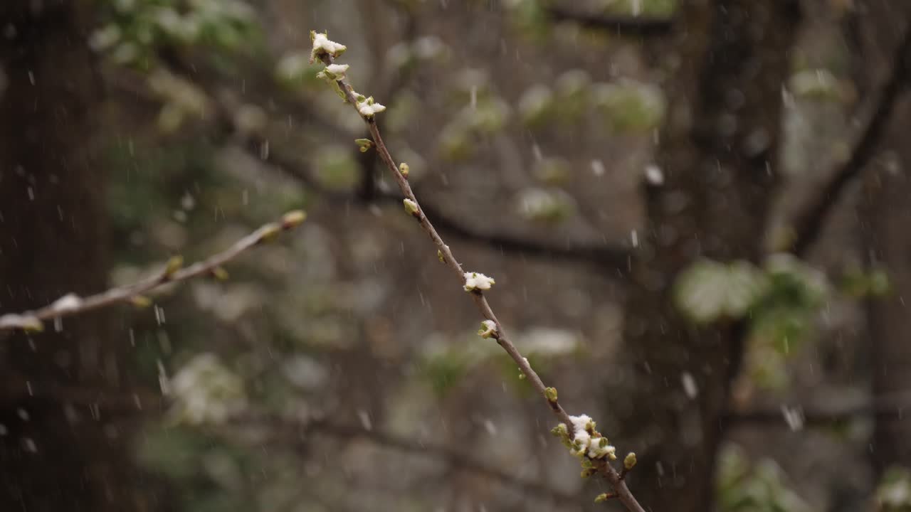 en kvist af et spirende kirsebærtræ, mens det sneede i marts