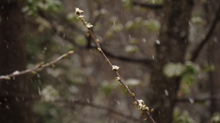 Twig of a budding Cherry Tree while snowing in March