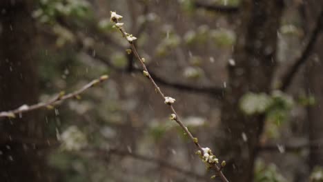 Ramita-De-Un-Cerezo-En-Ciernes-Mientras-Nieva-En-Marzo