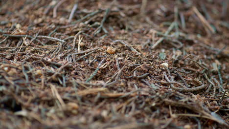 wild ant crawling on ground in natural organic woodland. countryside wild field.