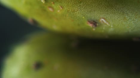 macro detailed video of a sabra cactus, green tropical fruit, with tiny spikes and water drops, on a rotating stand, mirror reflection, tilt up, studio lighting flare, 4k video