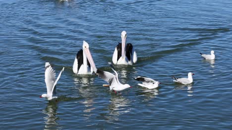 pelícanos y gaviotas interactuando en el agua