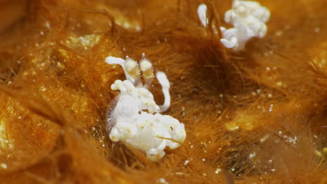 hipnotizante macro toma de dos hermosos flabellina bicolor nudibranques presa de los animales de tamaño micro en un parche de coral suave naranja