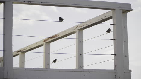 Kleine-Vögel-Sitzen-Auf-Einem-Zaun-Und-Fliegen-Weg