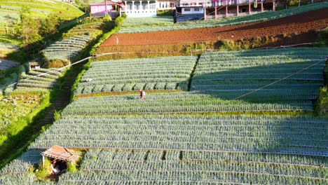 aerial view of farmer working on plantation field spraying fertilizer on plants and seed in indonesia