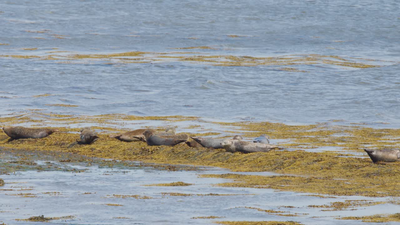 Harbor seals resting on kelp-covered shoreline beside calm coastal waters under natural daylight
