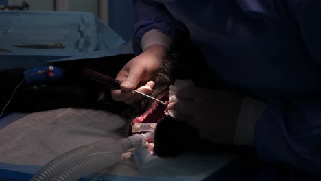 primer plano estático de la sala de cirugía durante el tratamiento de cuidado dental del perro peludo negro