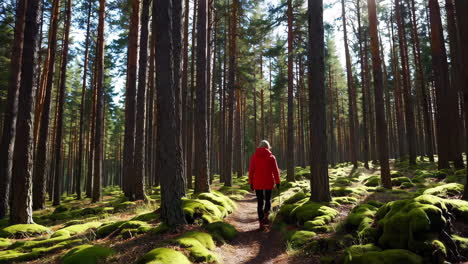 woman hiking in a pine forest