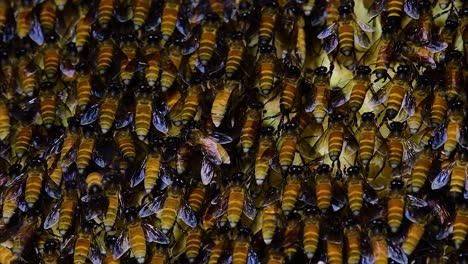 Es-Ist-Bekannt,-Dass-Honigbienen-Große-Nestkolonien-Mit-Symmetrischen-Taschen-Aus-Wachs-Bauen,-Um-Honig-Als-Nahrungsquelle-Zu-Speichern