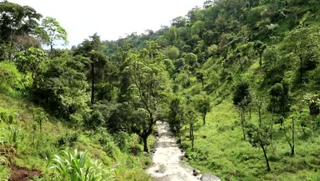 Tilting-down-shot-of-a-stream-flowing-in-between-the-rainforest-in-Tanzania,-Africa