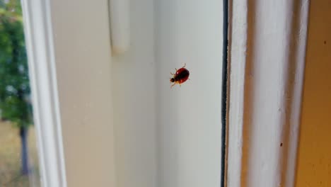 mariquita caminando muy lento dentro de una ventana, filmada en cámara lenta.