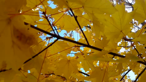 golden autumn maple leaves blowing in breeze